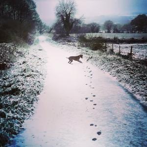 a dog walking on a snowy road